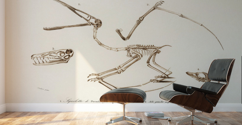 Pterosaur Pterodactylus Wall Murals