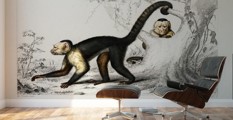 White-headed capuchin Cebus Hypoleucus Wall Murals