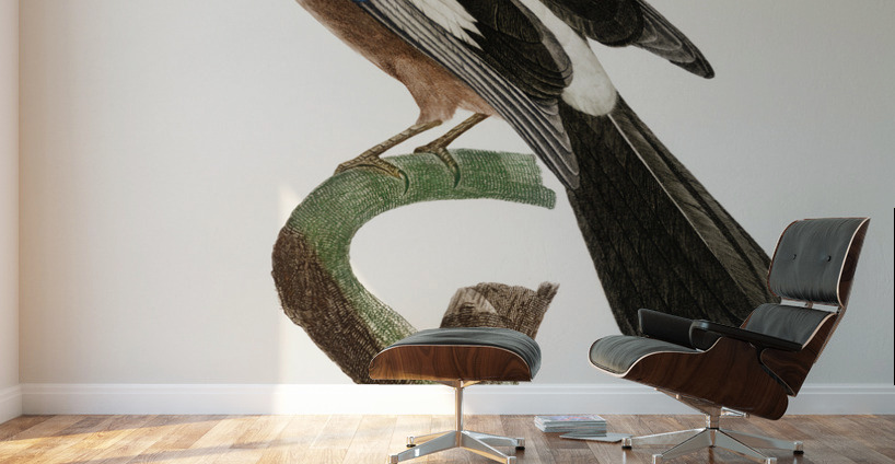 Eurasian Jay  Wall Murals