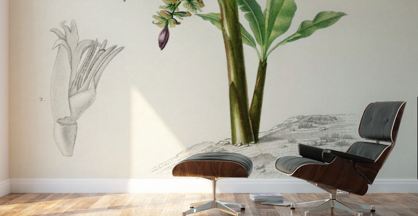 Eurasian Jay  Wall Murals