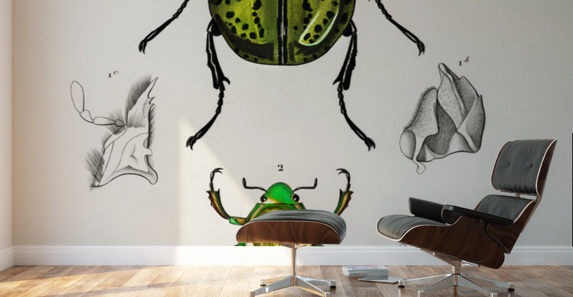 Chrysina Macropus Chrysophora Macropa and Eastern Hecules Beetle Scarabaeus Hyllus Wall Murals