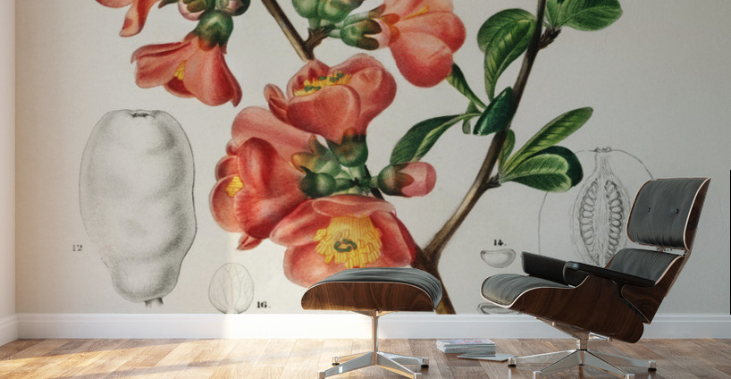Maule&39s quince Cydonia japonica Wall Murals
