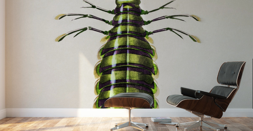 Giant mantis shrimp Squilla Maculata Wall Murals