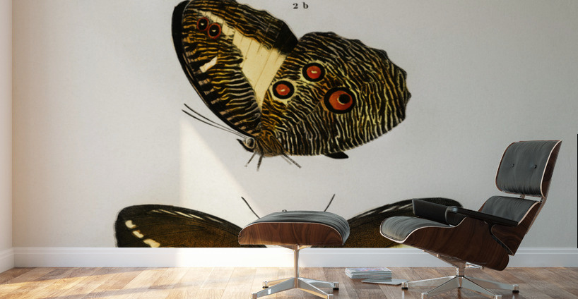 Different types of butterfly Wall Murals