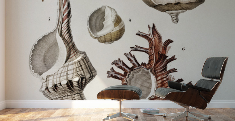 Different types of mollusks Wall Murals