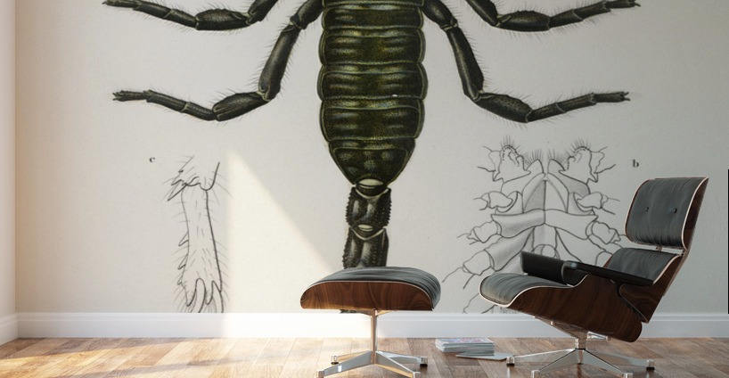 The Emperor Scorpion Buthus Afer Wall Murals