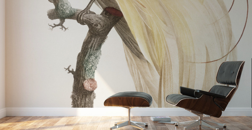 Young emperor bird-of-paradise male  Wall Murals