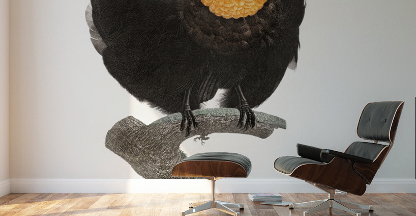 Western parotia  Wall Murals