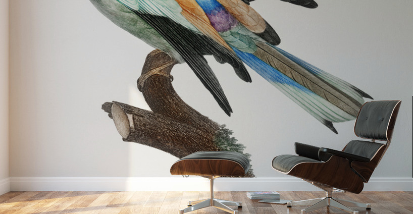 Abyssinian roller male  Wall Murals