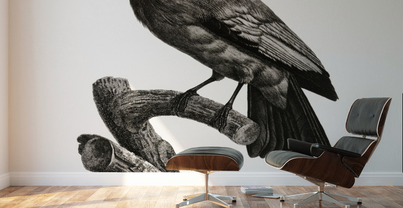 Paradise crow male  Wall Murals