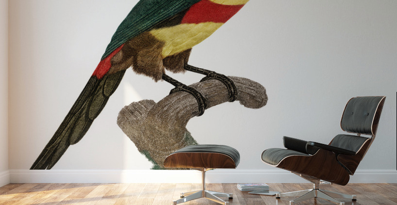 Black-necked Aracari  Wall Murals