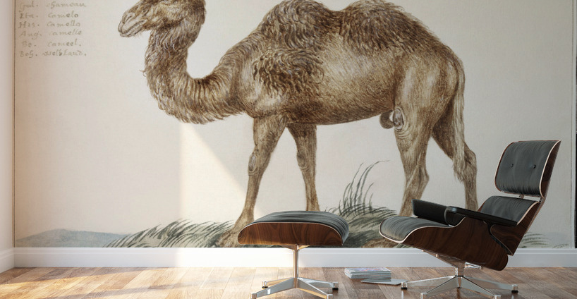 Camel in vintage style Wall Murals