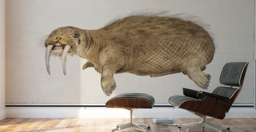 Walrus in vintage style Wall Murals