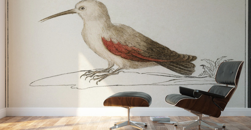 Wallcreeper in vintage style Wall Murals
