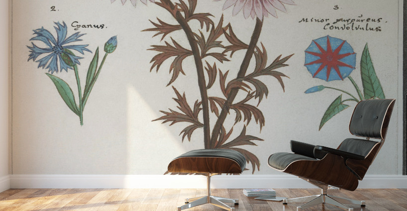 Bachelors button and morning glory Wall Murals