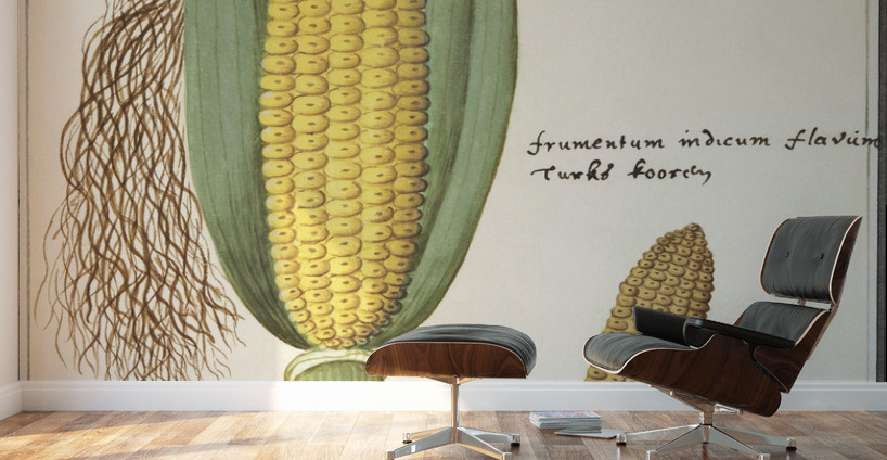 Corn in vintage style Wall Murals