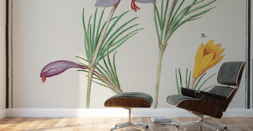 Saffron flower and yellow crocus Wall Murals