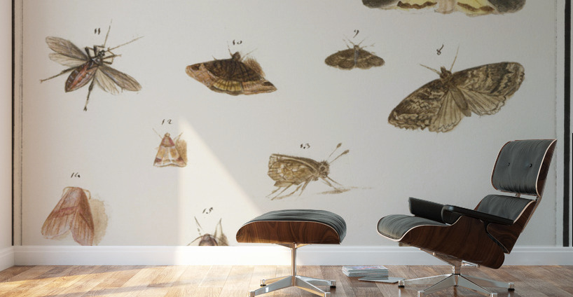 Butterflies and moths set Wall Murals