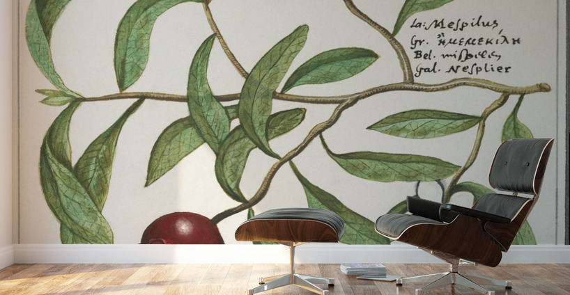 Medlar in vintage style Wall Murals