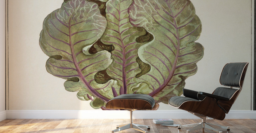 Cabbage in vintage style Wall Murals