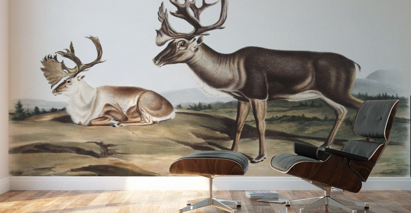 Caribou or American Rein Deer Tarandus furcifer  Wall Murals