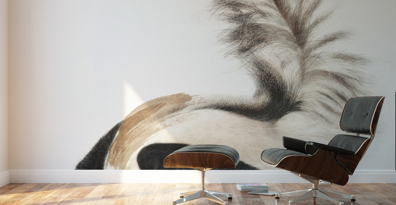 Large-tailed Skunk Mephitis macroura  Wall Murals