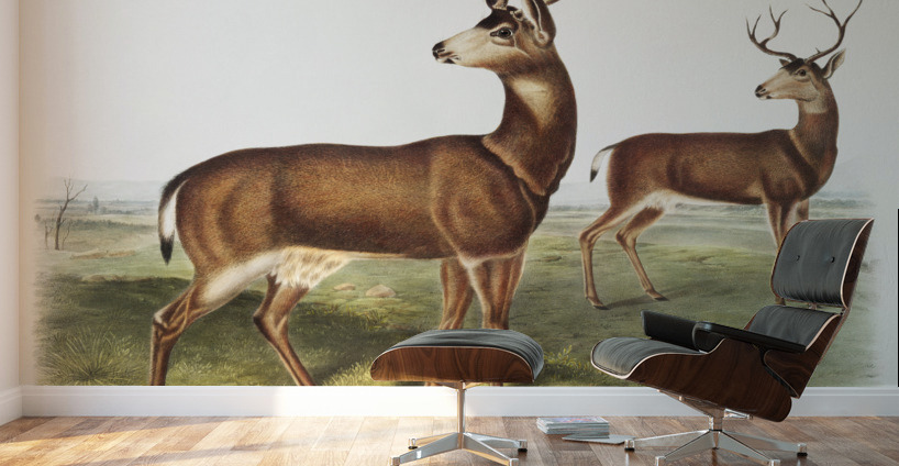 Columbian Black-tailed Deer Cervus Richardsonii  Wall Murals