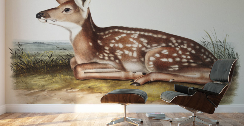 Columbian Black-tailed Deer Cervus Richardsonii  Wall Murals