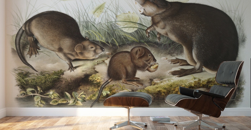 Musk-Rat Musquash Fiber Zibethicus  Wall Murals