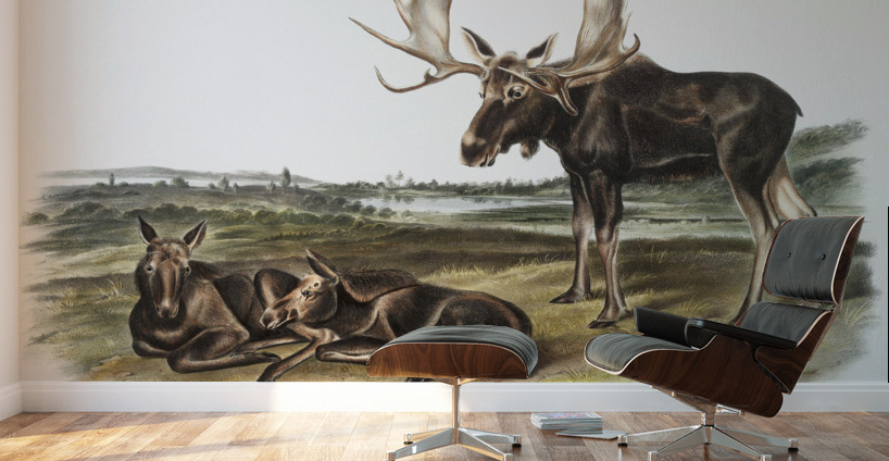 Moose Deer Servus alces  Wall Murals
