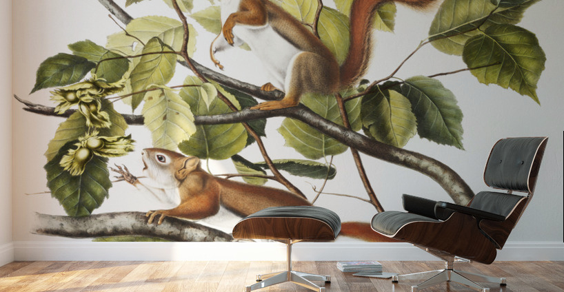 Bay Squirrel Chickaree Red Squirrel Sciurus Hudsonius  Wall Murals