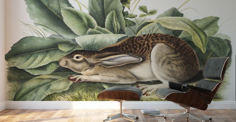 Black-tailed Hare Lepus negricaudatus  Wall Murals