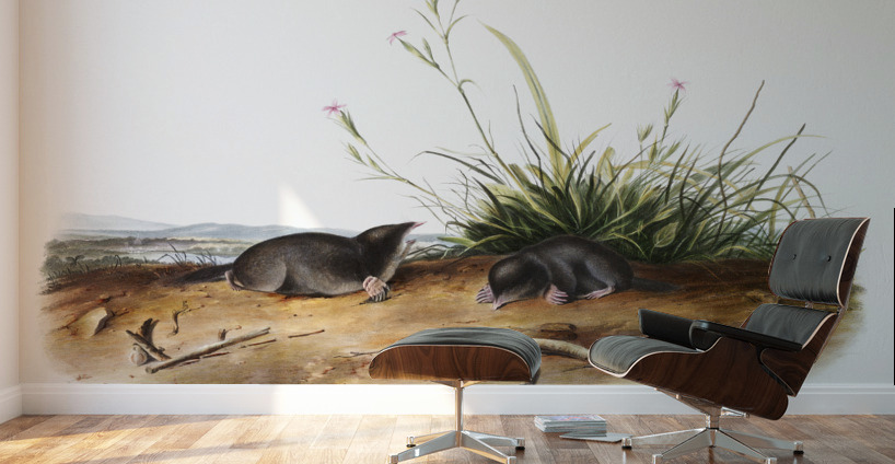 Shrew Mole Scallops Brewerii  Wall Murals
