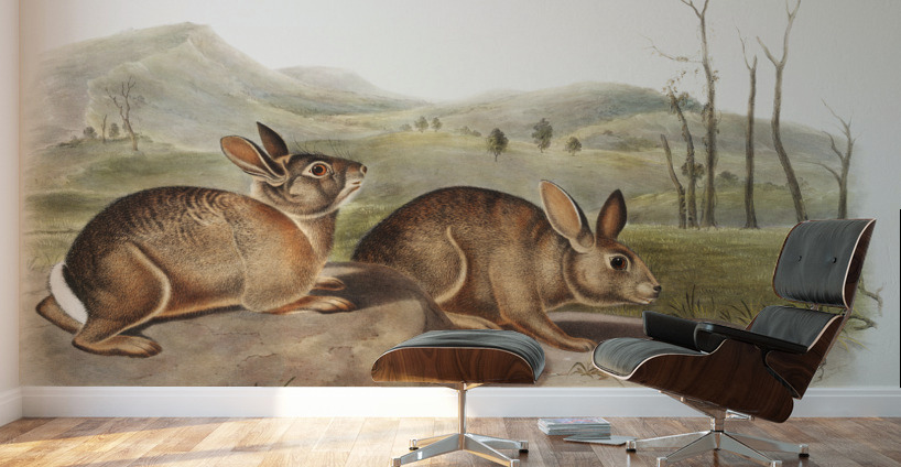 Hare Lepus Bachmani  Wall Murals