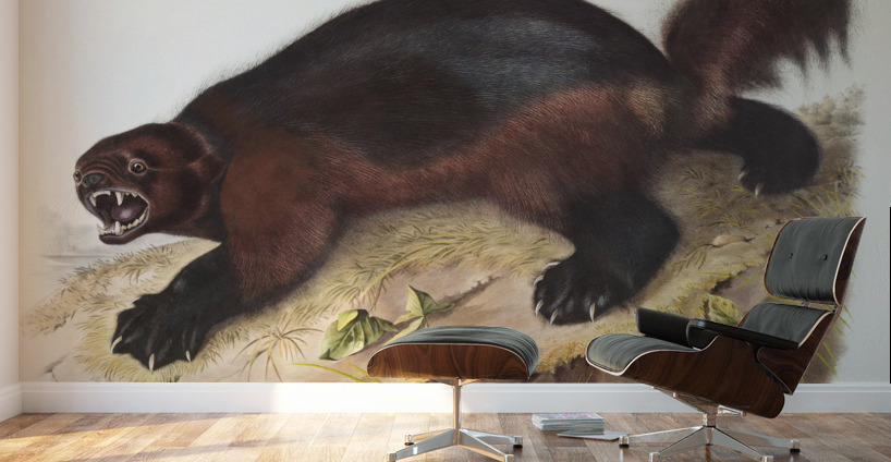 Wolverine Gulo luscus  Wall Murals