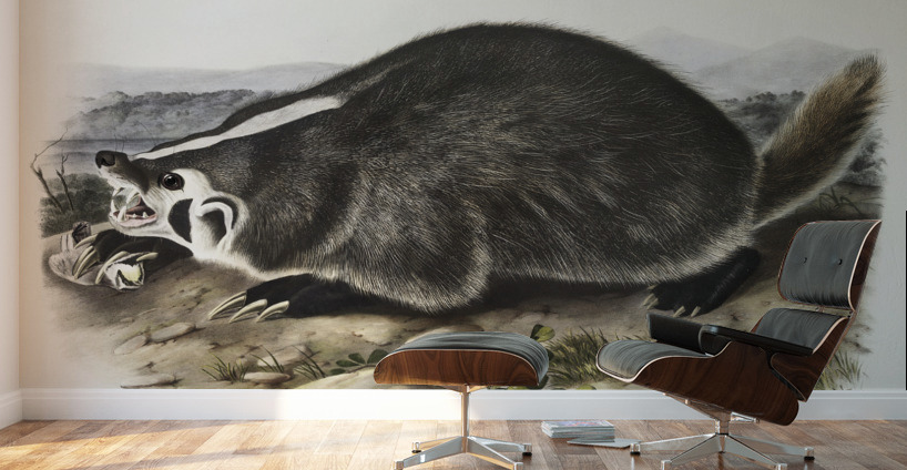 Leopard Spermophile Spermophilus tridecemlineatus  Wall Murals