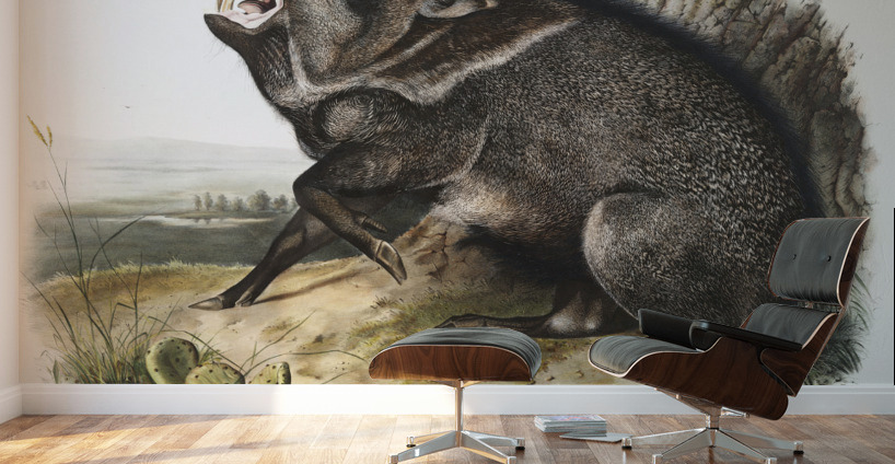 Collared Peccary Dycoteles torquatus  Wall Murals