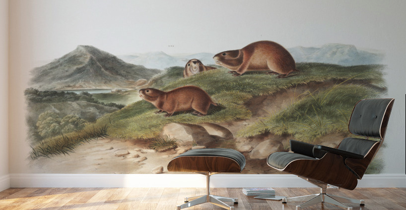 Tawny Lemming Georychus helvolus  Wall Murals