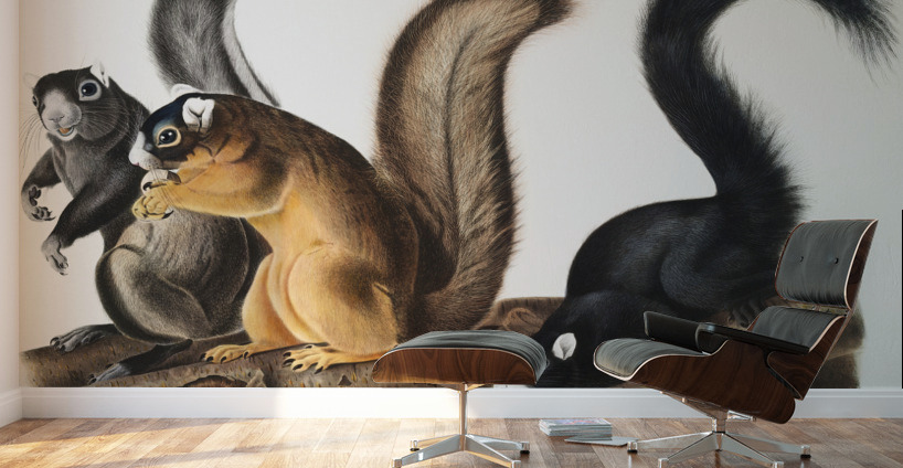 Fox Squirrel Sciurus capistratus  Wall Murals