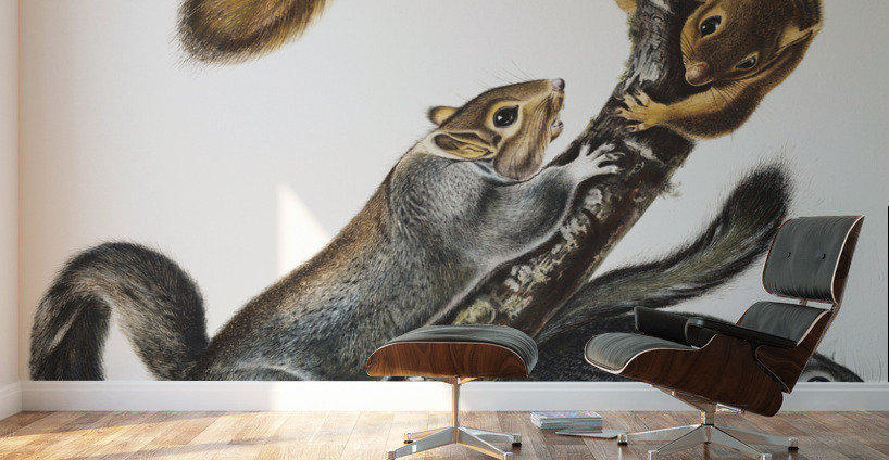 Cat Squirrel Sciurus cinereus  Wall Murals