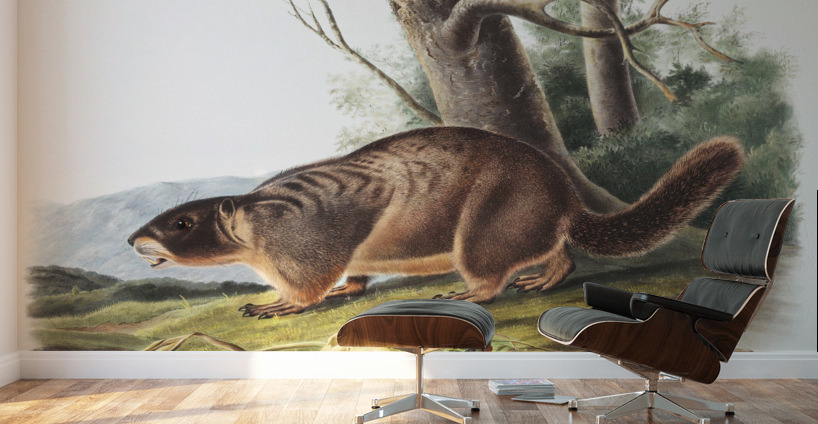 Cat Squirrel Sciurus cinereus  Wall Murals