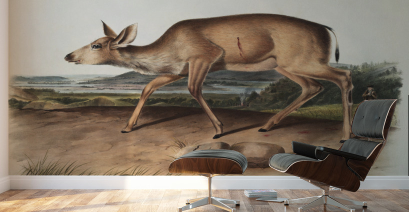 Black-tailed Deer Cervus macrotis  Wall Murals