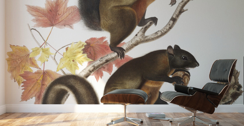 Long-haired Squirrel Sciurus longipilis  Wall Murals