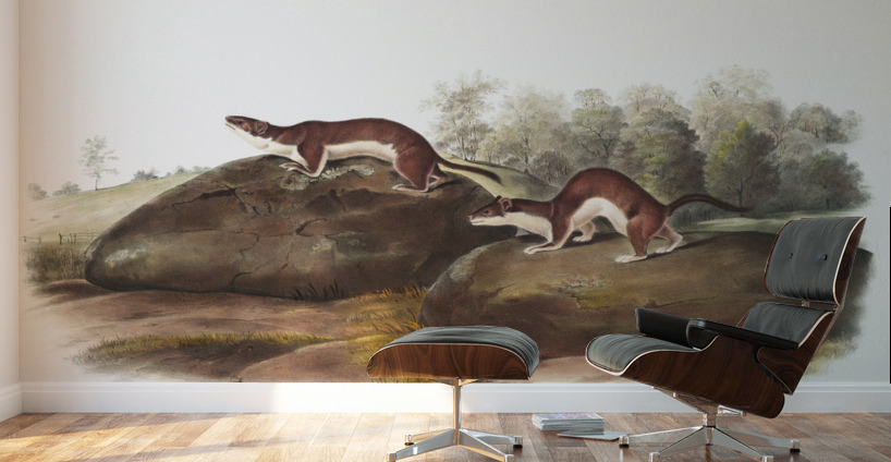Little American Brown Weasel Mustela fusca  Wall Murals