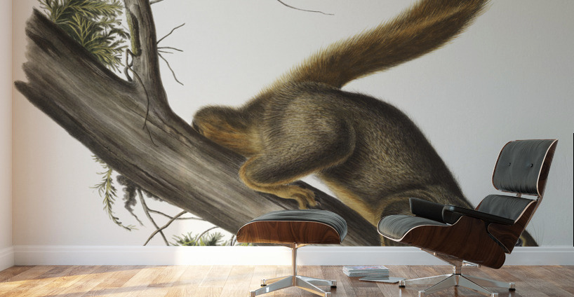 Red-tailed Squirrel Sciurus rubricaudatus  Wall Murals