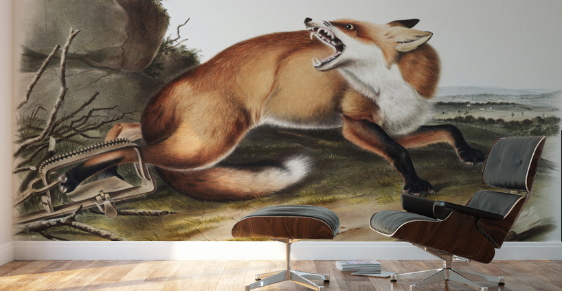 American Red-Fox Vulpes Fulvus  Wall Murals