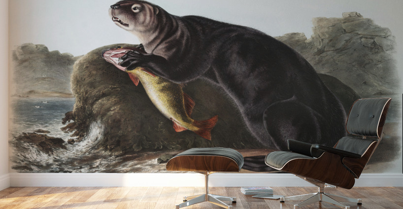 Sea Otter Enhydra marina  Wall Murals