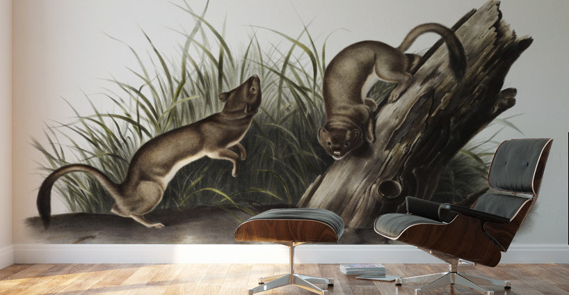 White Weasel Stoat Puttorius ermninea  Wall Murals