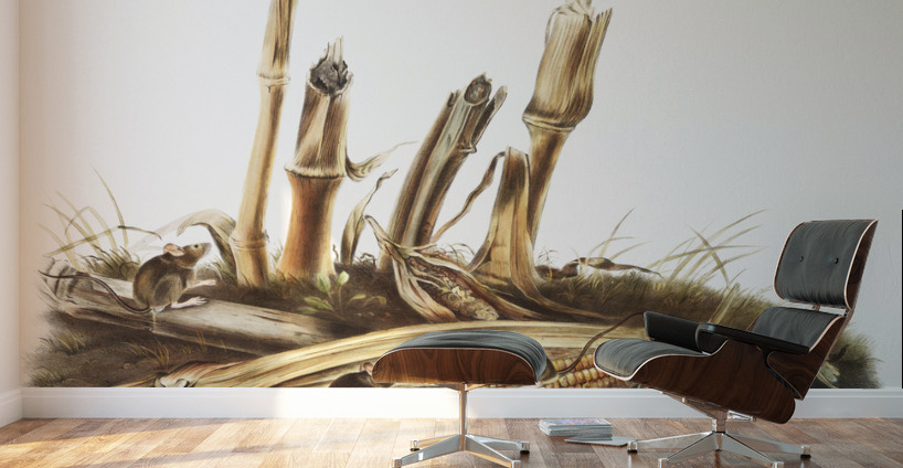 Little Harvest Mouse Mus minimus  Wall Murals