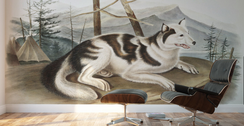 Hare-Indian Dog Canis familiaris  Wall Murals
